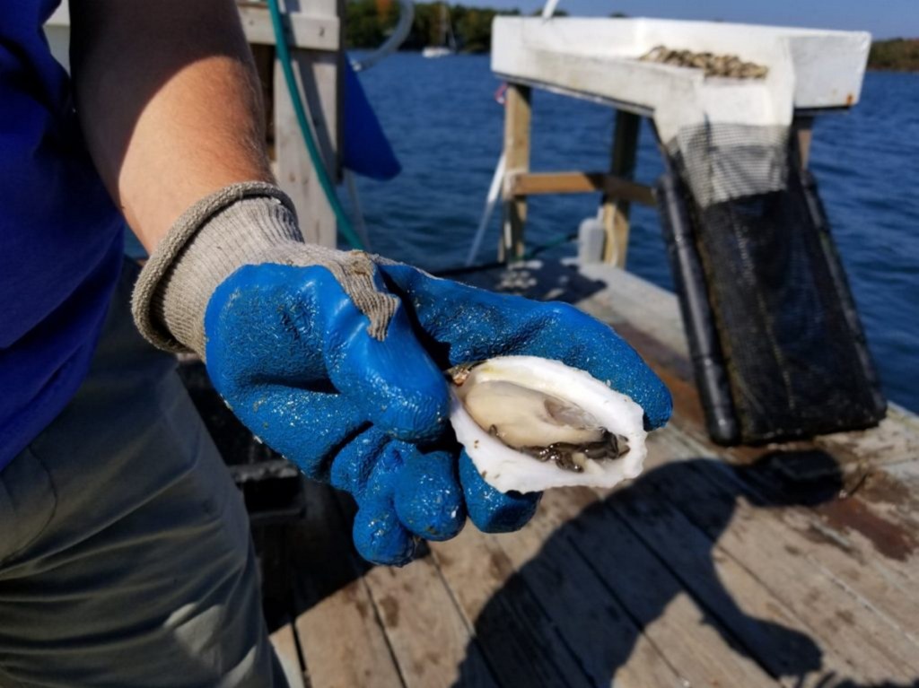 The website of Mere Point Oyster Co. says only about 40 percent of its harvest is high enough in quality to be viewed as "Mere Point Oysters." The company operates on a quarter-acre in Maquoit Bay, but hopes to expand to 40 acres.