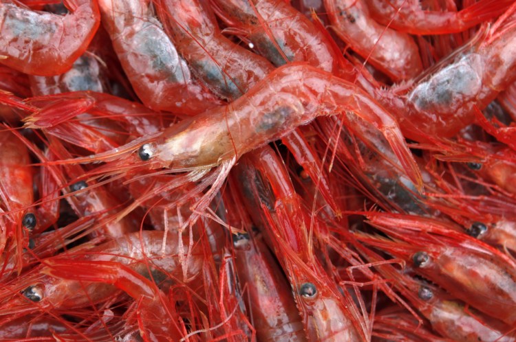 The last time the fishery for northern shrimp was open was 2014 in Maine, New Hampshire and Massachusetts.