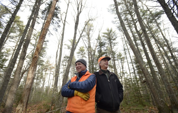 Biologist Jack Witham and data manager Clarke Cooper among the trees in the Holt Research Forest.
