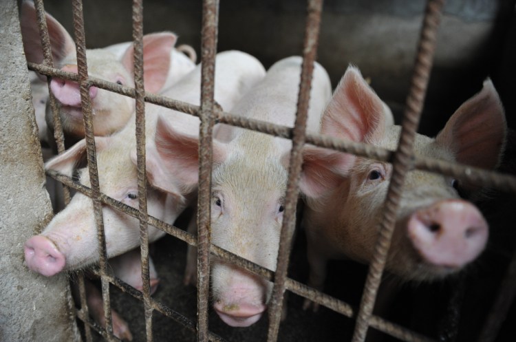 First detected in August, swine fever has killed 1 million pigs in China, disrupting supplies of the country's staple meat.