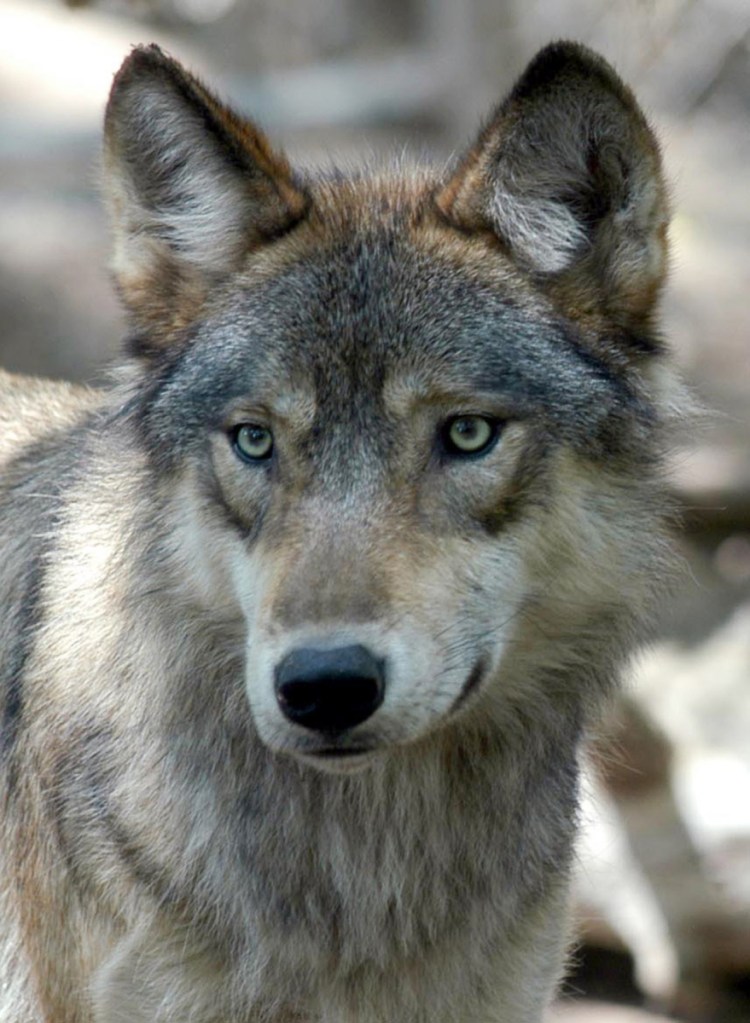 Gray wolves are avoiding extinction because of their protected status, a reader says, and we must urge our senators to oppose the removal of this protection.