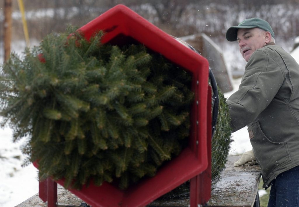 Robert Palmer wraps a freshly cut fir tree Sunday at Ben and Molly's Christmas Tree Farm, a business he operates with his wife, Donna L. Palmer, in China.