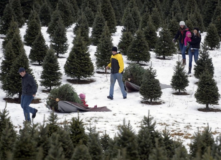Cody Hickey, left, and his brother, Scott, tow trees they cut Sunday at Ben and Molly's Christmas Tree Farm in China.