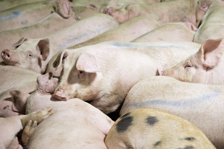 Pigs at a Smithfield Foods Inc. pork processing facility in Milan, Mo., on April 12, 2017.