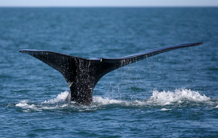 A North Atlantic right whale in Cape Cod bay off the coast of Plymouth, Mass in March.