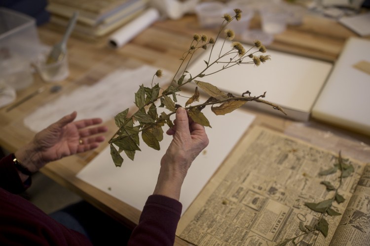 Susan Wall transfers a specimen of Canadian hawkweed collected in August 1949 from Norway, Maine, to archival paper in the herbarium at Coastal Maine Botanical Gardens. Herbarium collections can help scientists track climate change and guide conservation decisions.