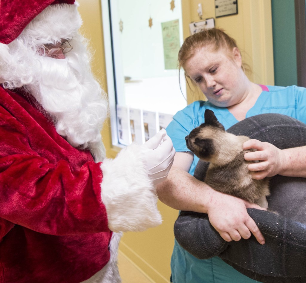 Santa Claus and shelter worker Melonie Dawers tend to one of the cats that was rescued from a storage unit in Unity.