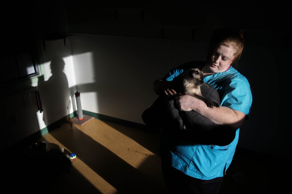 Melonie Dawers, a shelter worker, cuddles with Felicity, one of the cats found recently in an a Unity storage unit, as she prepares her for her new adopted home Saturday at the Humane Society Waterville Area shelter in Waterville. The organization held an open house that day to raise money to keep the shelter open.