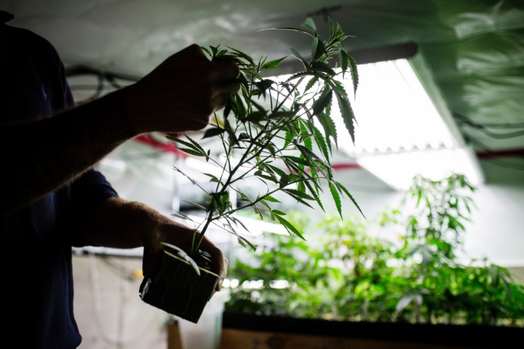 Canadian pot marketers want workers well-versed in various aspects such as cultivation and health and safety regulations. Bloomberg/Ben Nelms
