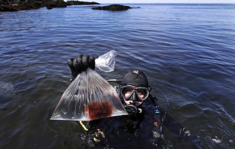 Research technician Kristen Mello hoists a sample of a red shrub-like seaweed collected in the waters off Appledore Island in June 2017. The rapidly warming waters of the Gulf of Maine are becoming inhospitable to kelp, a cold-loving organism living at the southern end of its range.