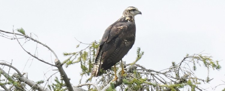 The great black hawk sits in a tree in Biddeford Pool on Aug. 9.
