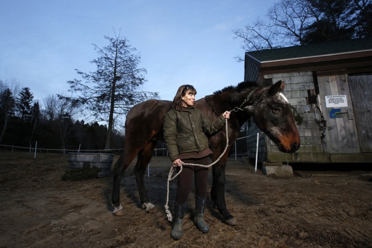 Jeanann Alves stands with Mercury, a 32-year-old stallion, at her Horse Island Camp on Peaks Island. Alves recently lost the shelters on the land she leases after the city issued 11 permitting citations and called for demolition.