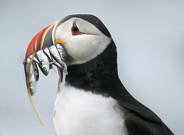 The warming of coastal Maine waters repels tiny fish that puffins eat. A reader says we must curb our food and travel habits to fight climate change.