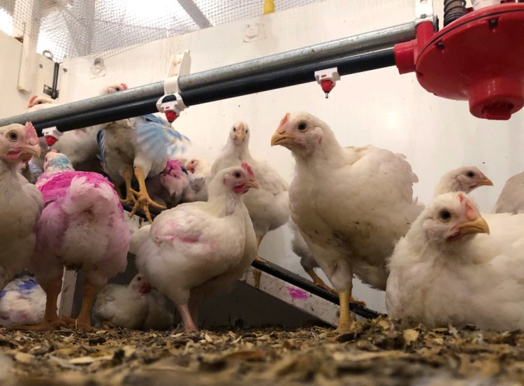 Chickens are under observation at the University of Guelph in Ontario, Canada, where researchers are tracking traits such as weight and meat quality.