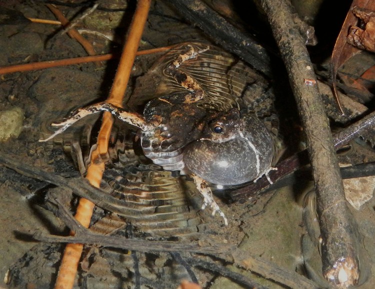 In this undated photo provided by researchers in December 2018, a male tungara frog in Panama uses his vocal sac to call out in Gamboa, Panama. A study released on Monday, Dec. 10, 2018, examines why these amphibians adapt their mating calls in urban areas _ an unexpected example of how animals change communication strategies when cities encroach on forests. 