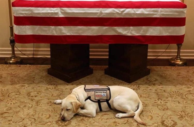 Sully, former Pres. George H.W. Bush's service dog, pays tribute in front of Bush's casket.