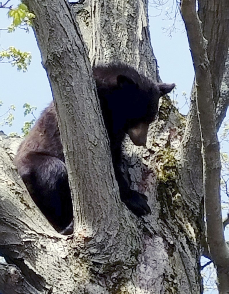A young bear sits in a tree last spring on the playground of St. Marie's Child Care Center in Manchester, N.H.. State wildlife officials tranquilized, captured and relocated the bear to the wild.