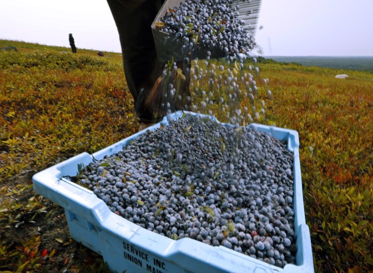 Agriculture officials say farmers collected about 57 million pounds of wild blueberries in 2018, down nearly 11 million pounds from the previous year.