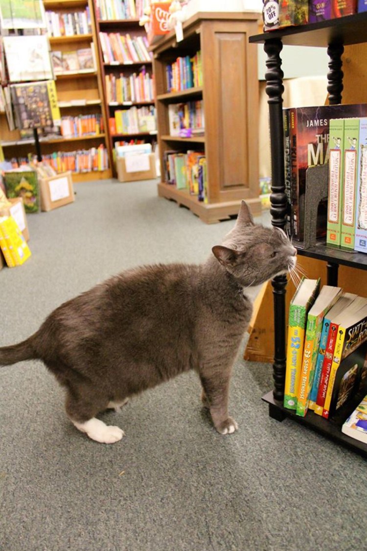 Sergei, a staple at Bridgton Books, was known for seeking attention from customers. "He just had a sweet disposition ... very loving," Pam Ward said.