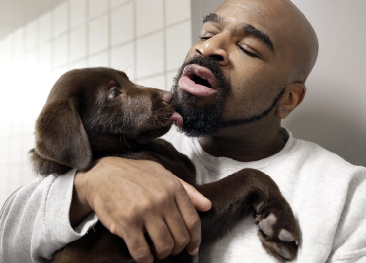 Inmate Jonathan Ladson cuddles with a chocolate lab puppy at Merrimack County Jail in Boscawen, N.H. 