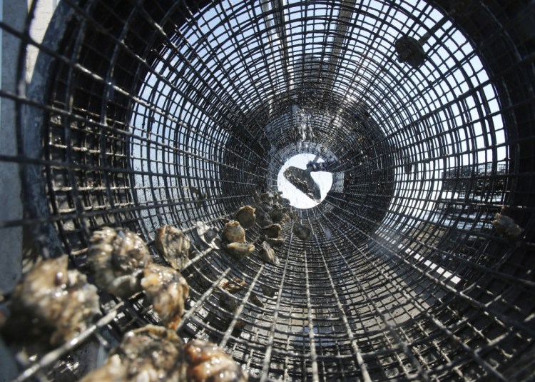 Scientists say the rise of ocean acidification in the Gulf of Maine will affect shell-building species, like these oysters being shoveled into a rinsing cage at Basket Island Oyster in Yarmouth in 2015.
