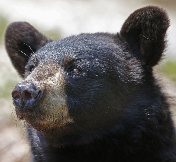 The bear population in Maine is rapidly approaching – and in some areas may have already reached – an intolerable level.