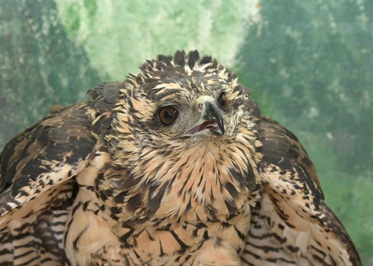 The black hawk photographed at Avian Haven after it was rescued and was undergoing treatment.
