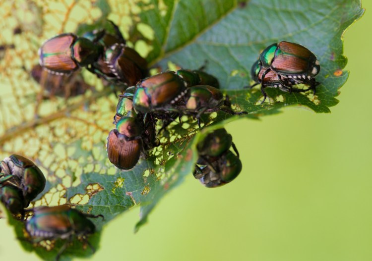 Physical barriers will help keep pests like Japanese beetles at bay.
