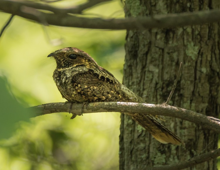 An Eastern whippoorwill, perched and watching.
