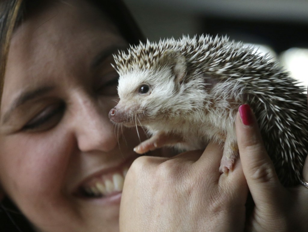 Hedgehogs have become popular as pets, but they may be carrying salmonella germs.