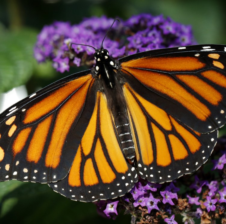 Monarch butterflies from Canada and the U.S. migrate south.