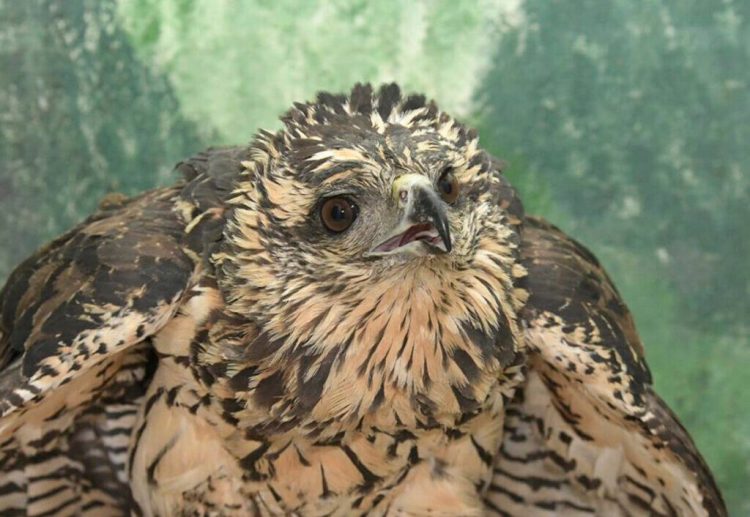 The great black hawk that was found suffering from frostbite in Deering Oaks struggled to recover at a bird sanctuary in Freedom; the raptor had to be put down.