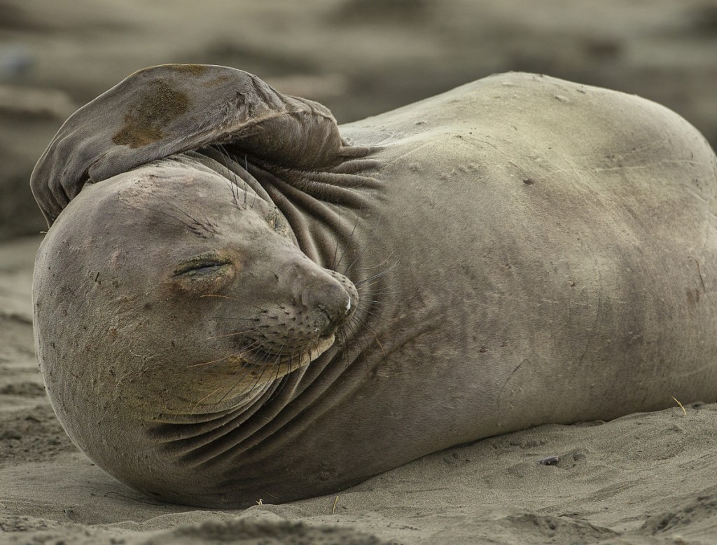 An elephant seal is seen on the tourist area of Drakes Beach at Point Reyes National Seashore, Calif., on Monday.