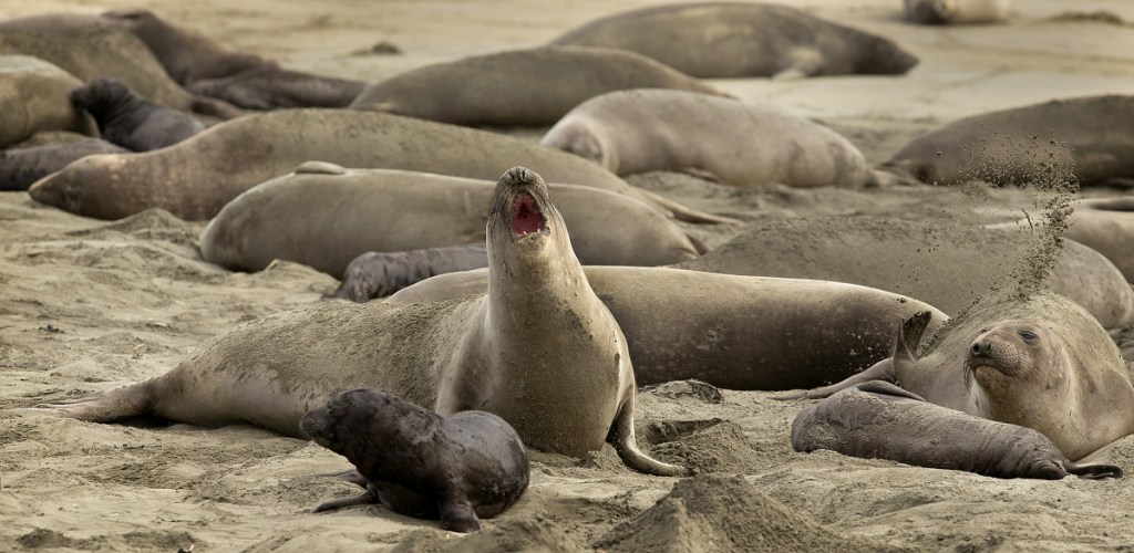 Without tourists and park rangers to discourage them during the partial government shutdown, elephant seals have expanded their pupping grounds in Point Reyes National Seashore, Calif.