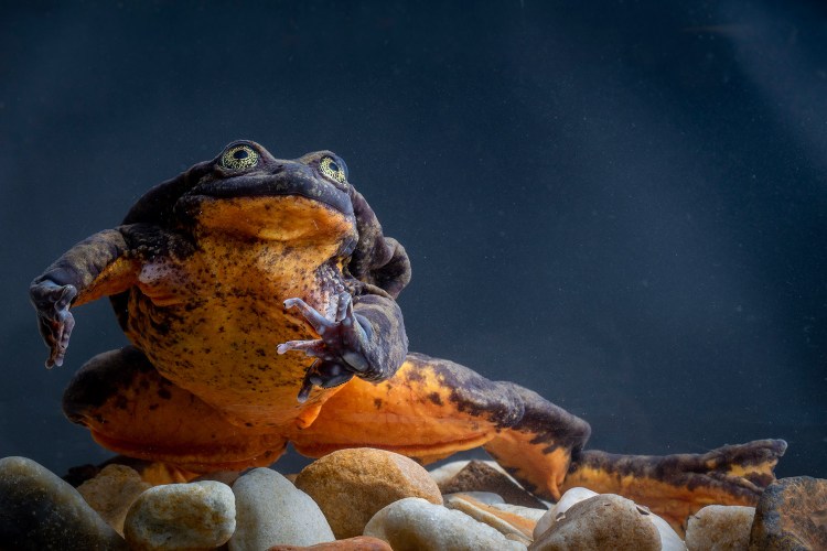 Romeo, for 10 years the only known Sehuencas water frog, lived alone in captivity while scientists searched for others of his kind. 