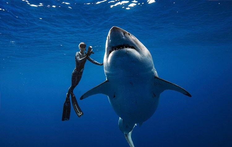 Ocean Ramsey, a shark researcher and advocate, swims with a large great white shark off the shore of Oahu. The two shark researchers came face-to-face with what could be one of the largest great whites ever recorded.  
