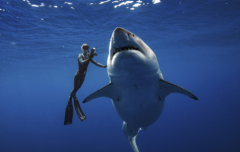 Researchers come face-to-face with huge great white shark