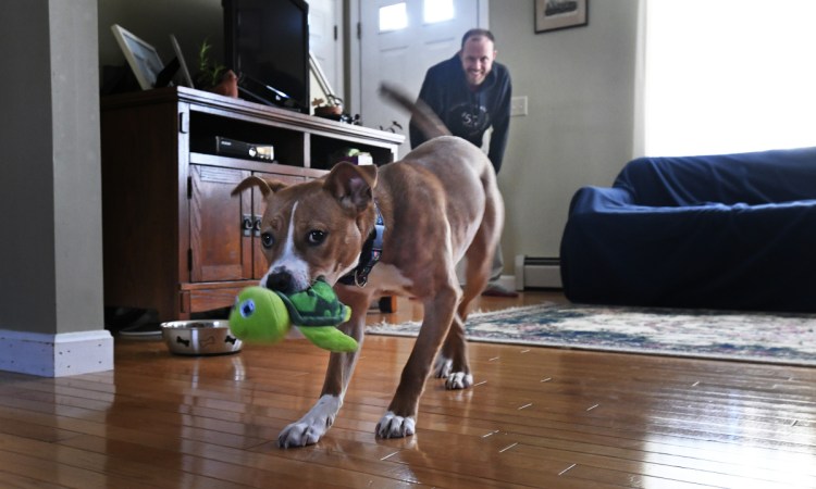 Flora shows off her toy while playing with Brendan McKay on Friday. She was adopted three months ago and is "very at home at this point."