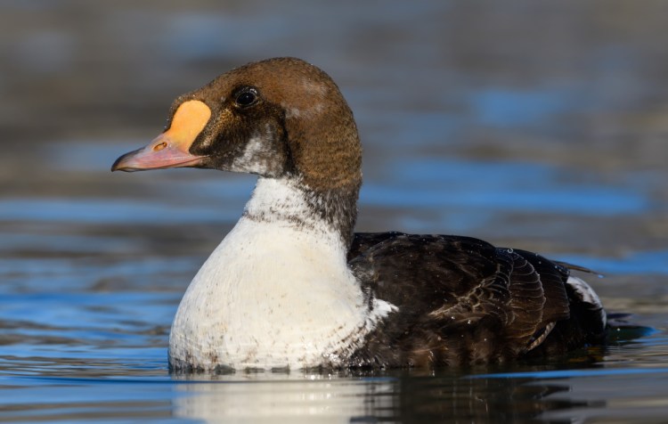 A juvenile male king eider similar to this one was allegedly killed in Wells Harbor. A Facebook birding group has asked its members to stop posting specific locations of rare species out of concern that hunters and photographers are using the data to track them.