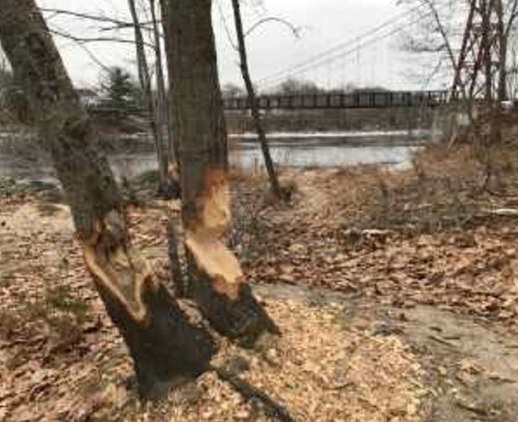 Topsham was forced to trap and kill six beavers around the swinging bridge park because of an immediate safety threat to the public, officials said.
