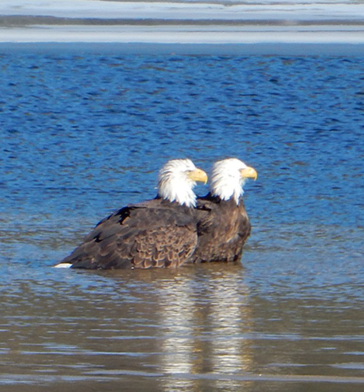 Chuck Hennessey of Windham spotted these eagles playing in the water at the lower narrows on Little Sebago Lake.