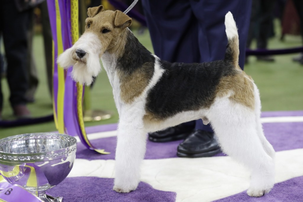 King, a wire fox terrier, poses for photographs after winning Best in Show at the 143rd Westminster Kennel Club Dog Show on Tuesday in New York.