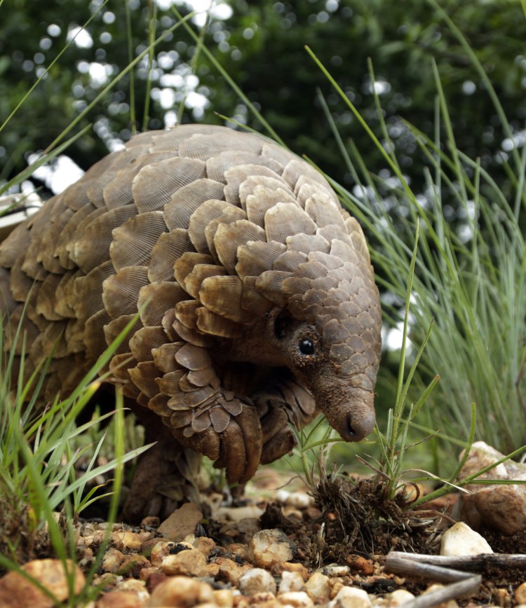 A pangolin looks for food on a private property in Johannesburg.