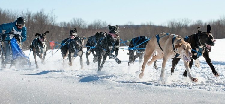 Jocelyn Bradbury of Oxford leans into her sled as her team pulls her over the final stretch of a frozen cornfield in Farmington and to victory Sunday in the Maine State Sled Dog 8-team Race.