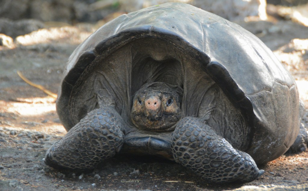 The Fernandina Giant Tortoise, a female, was found in the Galapagos Islands on Sunday.