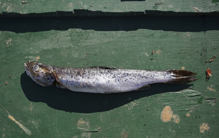 A 15 inch landlocked salmon, was caught by Rich Bonchuk and Jim Nagle, both of Connecticut, on Feb. 16 while fishing at Long Lake in Naples. Bonchuk shared a recipe for white meat fish, such as perch, bass, pike or cusk.