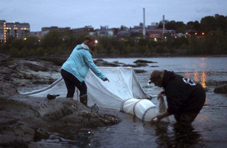 Elver fishermen set up a net on the Penobscot River in Brewer in May 2017. The state's lucrative baby eel industry will likely face tighter controls this year designed to thwart poaching.