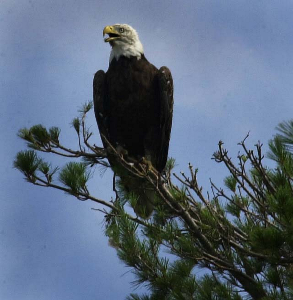 A rare sighting of a bald eagle sends a powerful message to an anxious angler.