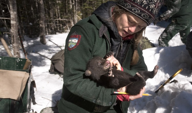 Lisa Feener, a wildlife technician with the Maine Department of Inland Fisheries & Wildlife, checks one of the four bear cubs in a den while working on the bear monitoring project in Edinburg.