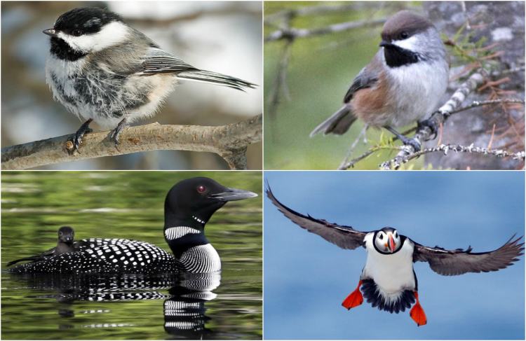 Clockwise from top left are a black-capped chickadee, a boreal chickadee, an Atlantic puffin and a common loon. 
